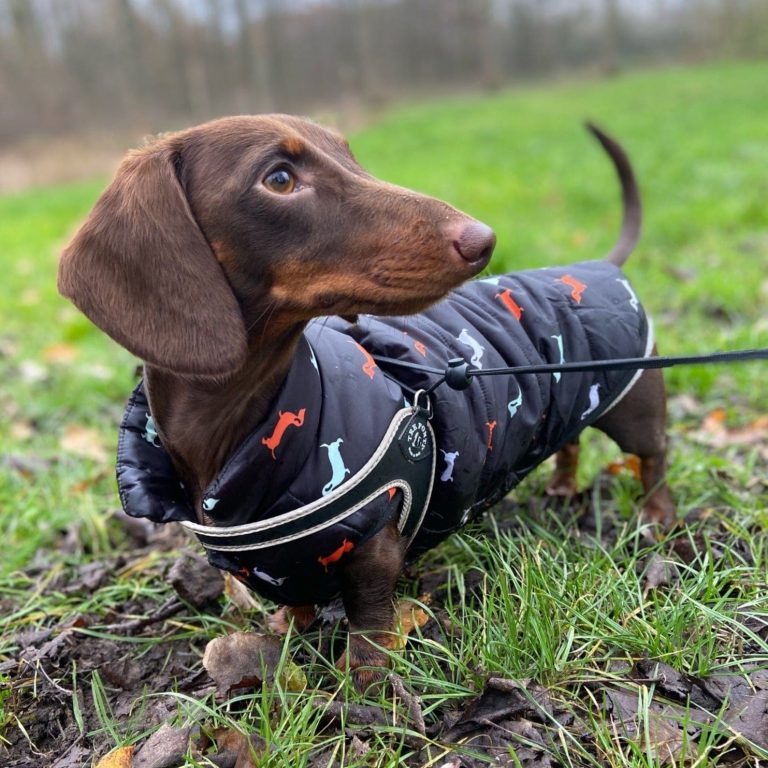 Facts About Mini Dachshund Jackets