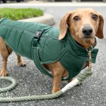 Mini Dachshund Jackets – Things To Be Aware Of