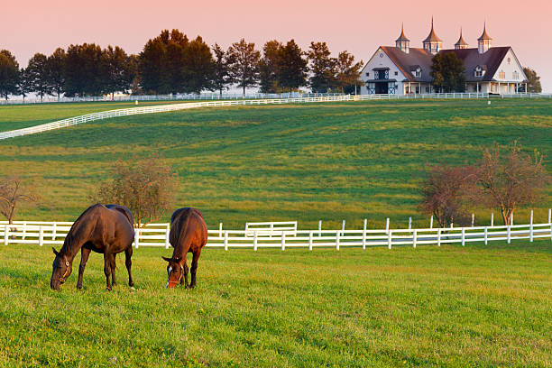 Complete Study On The Horse Riding Lessons